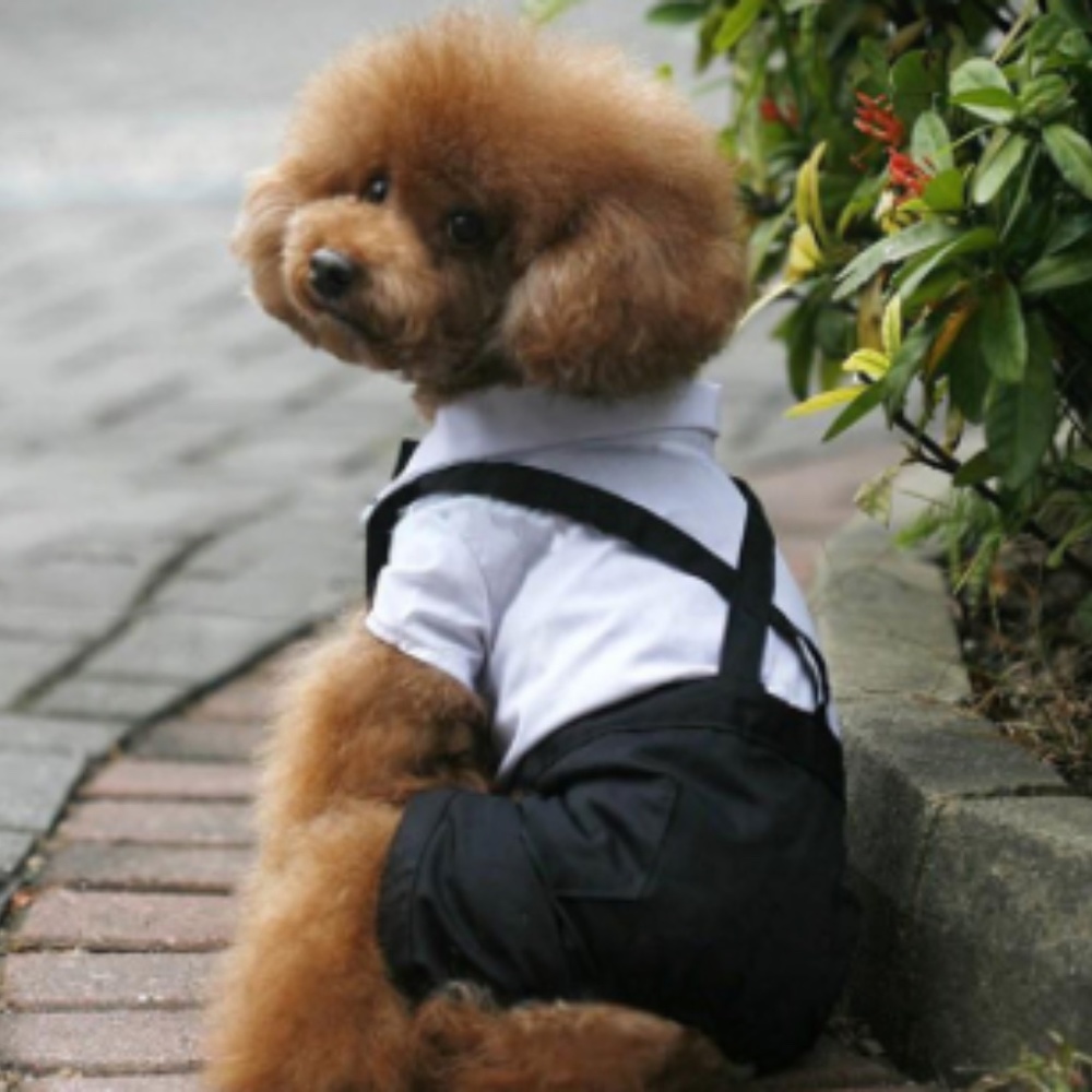 Pet Tuxedo - Picture 2 of 3